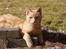 Huskat Lui