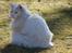 Maine Coon Tiggy