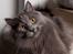 Blanding af racer Norsk skov kat Balou