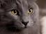 Blanding af racer Norsk skov kat Balou