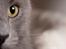 Blanding af racer Norsk skov kat Balou