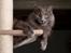 Blanding af racer Norsk skov kat Balou