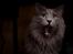 Blanding af racer Norsk skov kat Balou