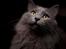 Blanding af racer Norsk skov kat Balou