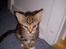 Huskat Winzet (Baby) - Velkommen til Winzet profil♥

8 Uger:)