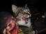 Huskat Sofus<3 R.I.P.<3