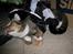 Huskat Sofus<3 R.I.P.<3