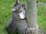 Huskat Sofus<3 R.I.P.<3