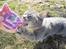 Blanding af racer Flicka<3 - Gi mig så nogle Whiskas godbidder!!!!!