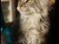 Maine Coon Lykke katte's Ziggi
