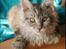 Maine Coon Lykke katte's Ziggi