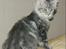 Maine Coon Lykke katte's Ziggi