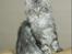Maine Coon Lykke katte's Ziggi