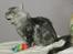 Maine Coon Lykke katte's Ziggi