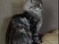 Maine Coon Lykke katte's Ziggi