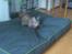 Huskat Tiger mis :)