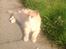 Maine Coon Amonti Lado