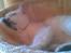 British Shorthair She is my kind of girl   "Midde" - Ingen tvivl om det...