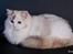 Ragdoll S* Gunbertus Lily