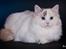 Ragdoll S* Gunbertus Lily