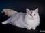 Ragdoll S* Gunbertus Lily