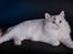 Ragdoll S* Gunbertus Lily