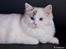 Ragdoll S* Gunbertus Lily
