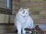 Ragdoll S* Gunbertus Lily