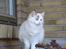 Ragdoll S* Gunbertus Lily