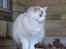 Ragdoll S* Gunbertus Lily