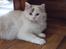 Ragdoll S* Gunbertus Lily