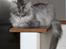 Maine Coon Penny *Sov sødt*
