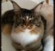 Maine Coon Igor