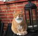 Blanding af racer Garfield Armani 