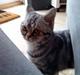 British Shorthair Fiona