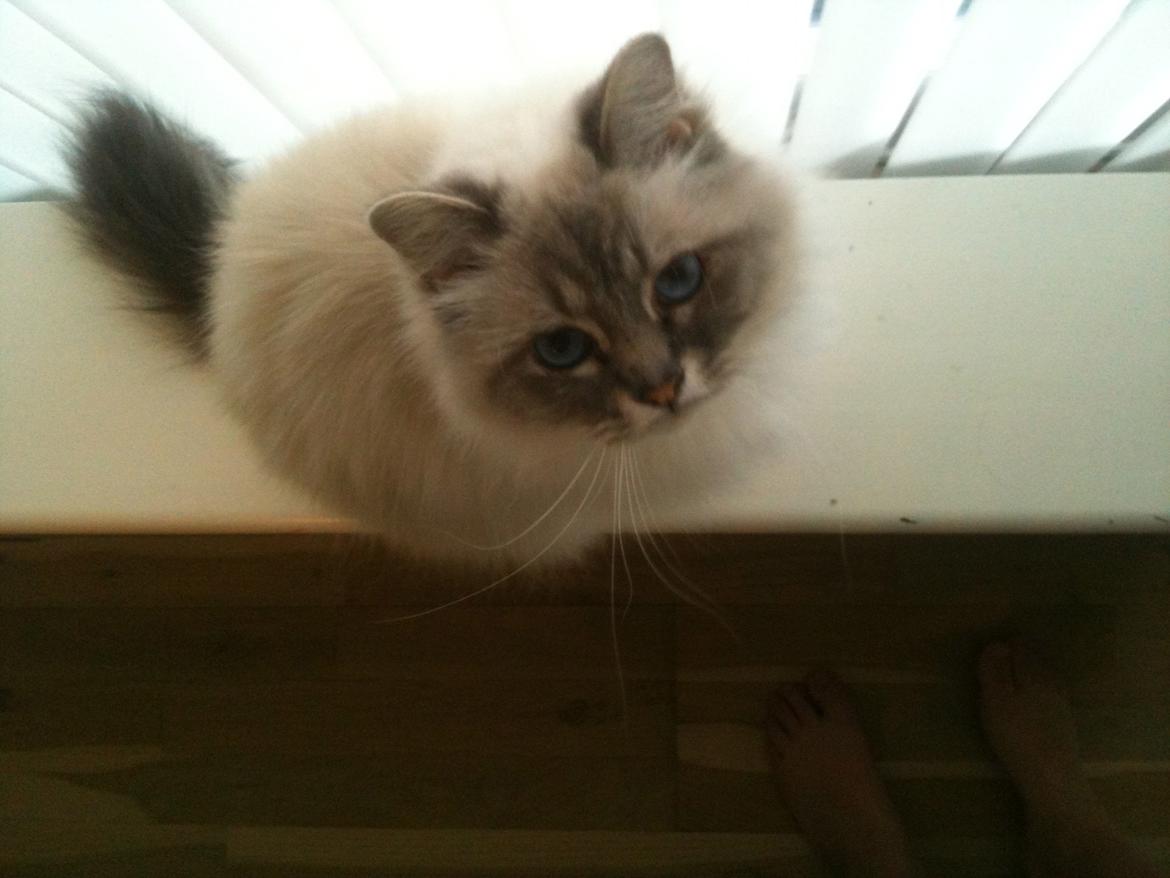 Hellig Birma Mogens billede 6