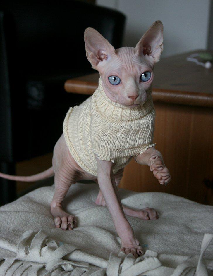 Sphynx Magnus Anat Her*PL - "Gustav" billede 38