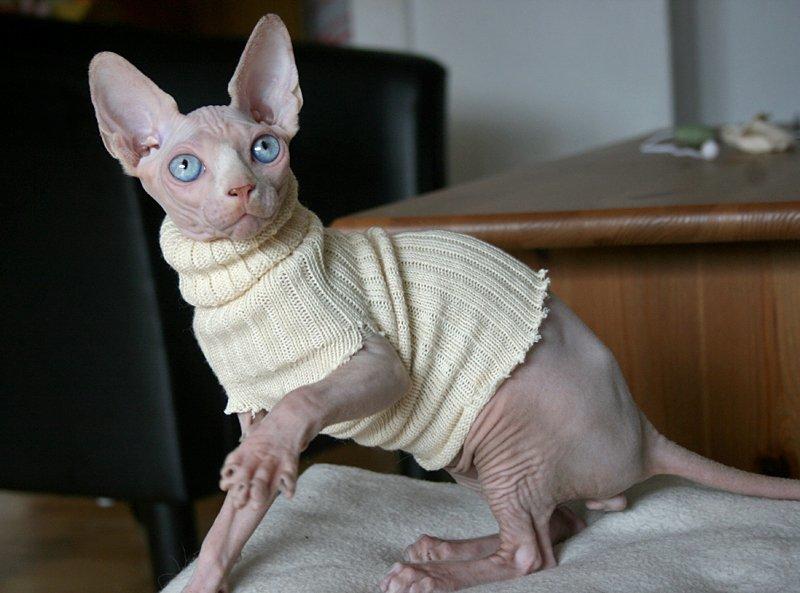 Sphynx Magnus Anat Her*PL - "Gustav" billede 33