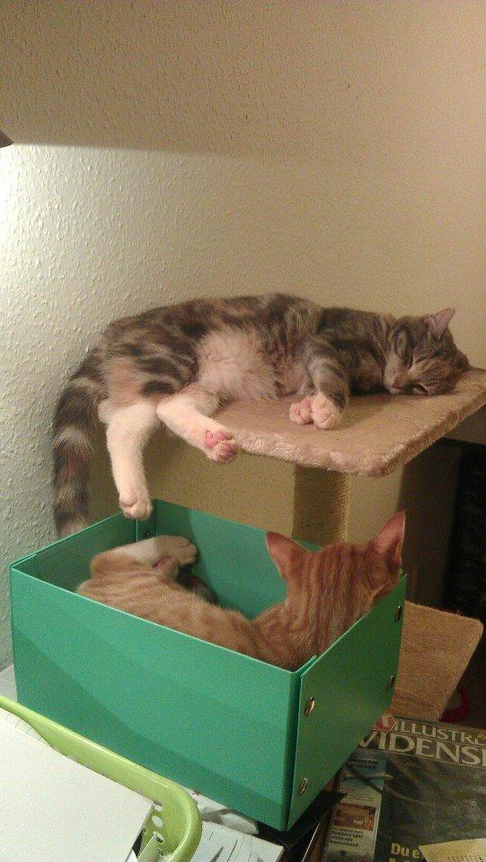 Huskat Sif billede 4