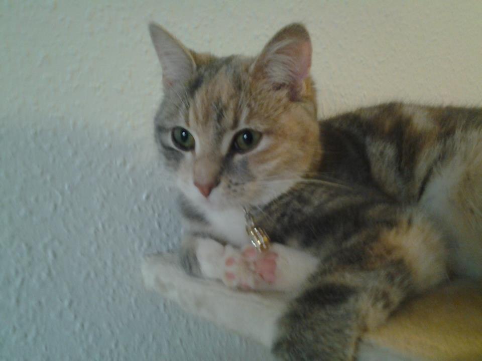 Huskat Sif billede 6