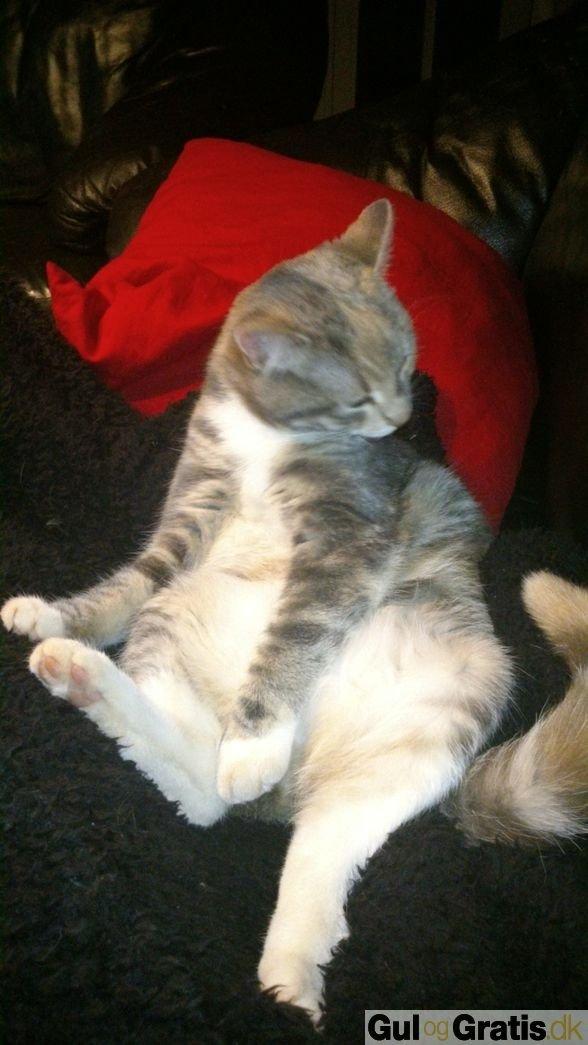 Huskat Sif billede 3