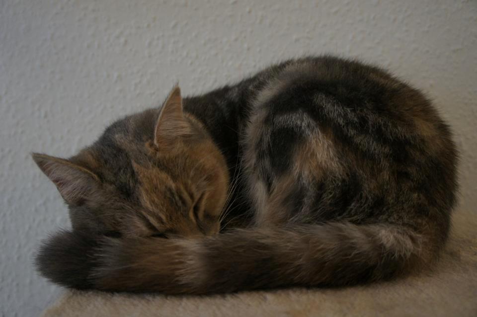 Huskat Sif - Jeg elsker den lille misling <3 billede 1