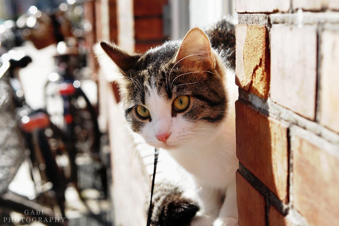 Huskat Kandy - Velkommen til Kandy's profil!<3 - Kommenter gerne og følg os og se hvad vi går og laver.. og prøver.. x)<3 billede 1