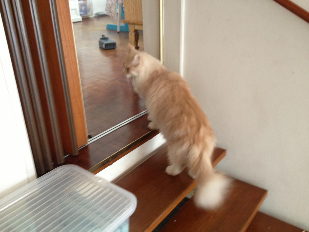 Maine Coon Mojo Emmet billede 3