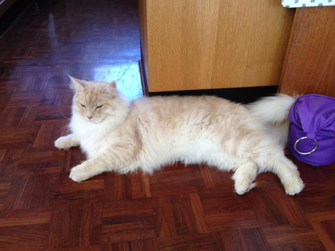 Maine Coon Mojo Emmet billede 1