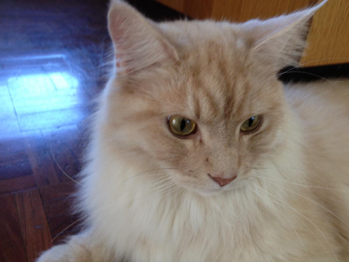 Maine Coon Mojo Emmet billede 2