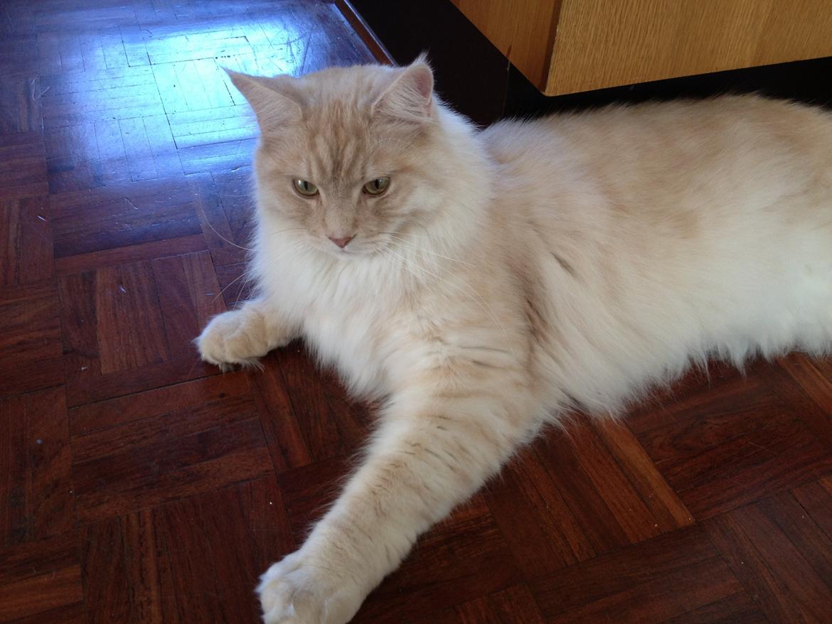 Maine Coon Mojo Emmet billede 5