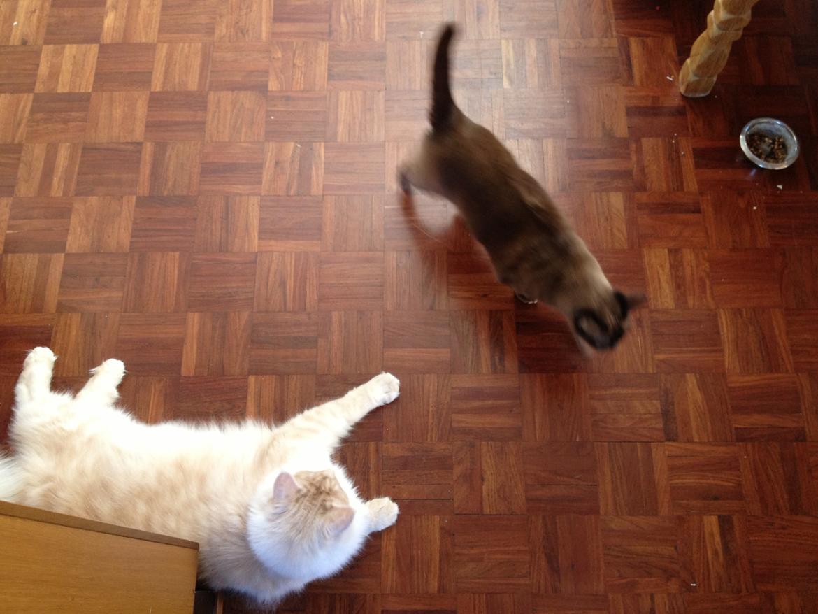 Maine Coon Mojo Emmet billede 4