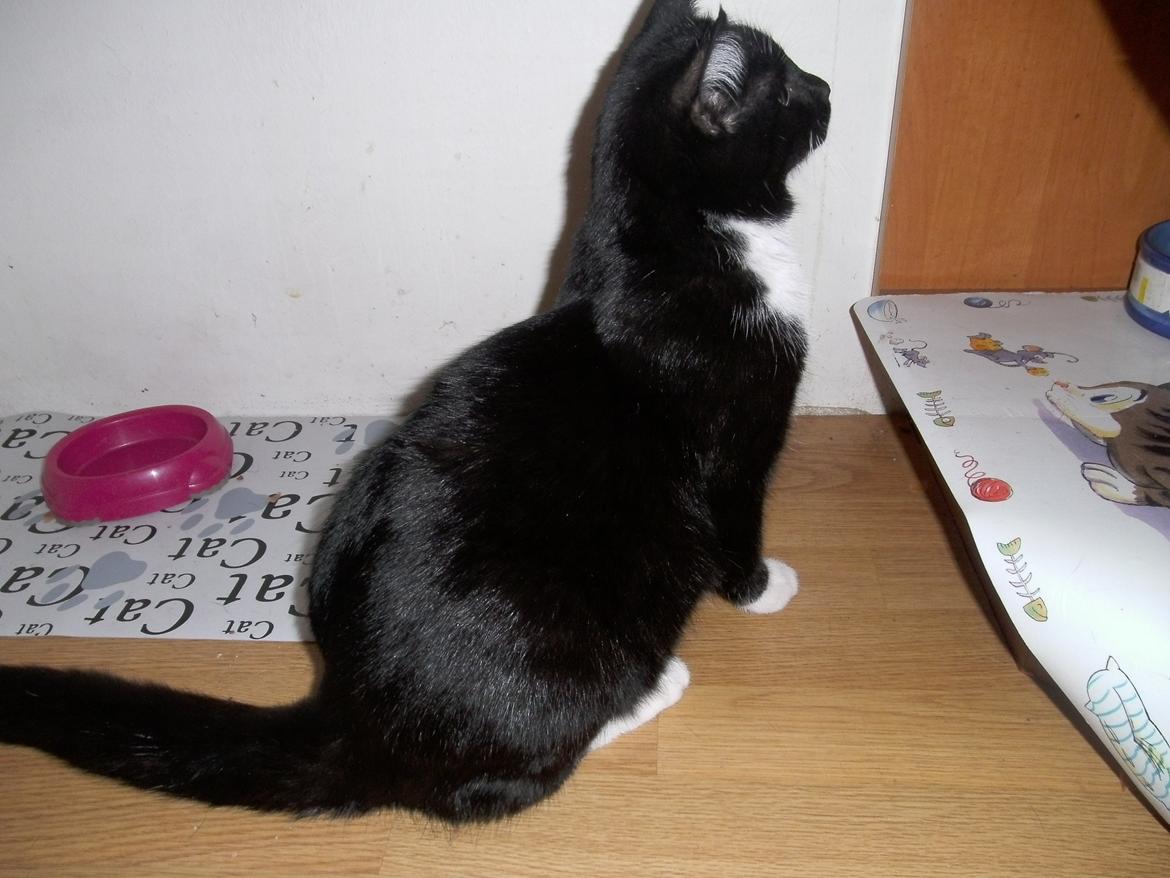 Huskat Shadow billede 17