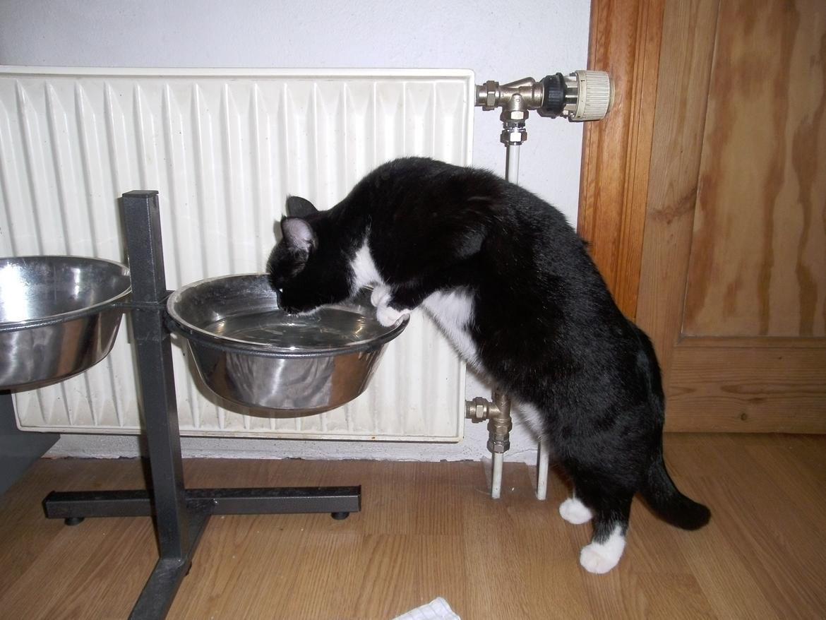 Huskat Shadow billede 18